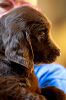 240901_7wk_RegenPuppies
