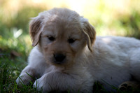 130720-PuppiesSherryChevalier