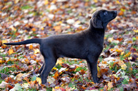 241022_14wk_RegenPuppies